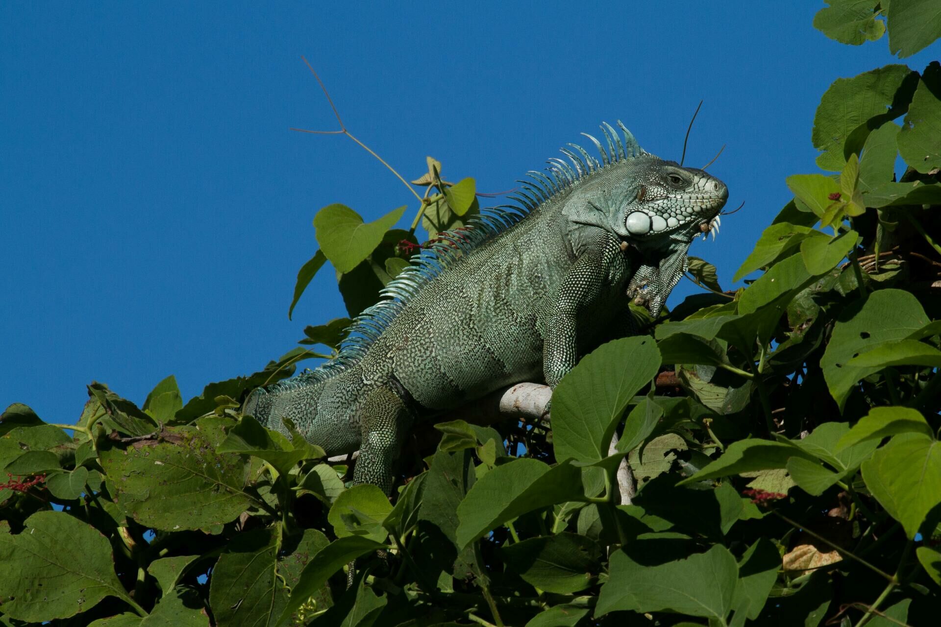 Imagem do Iguana